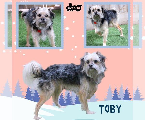 Medium Photo #1 Mutt Puppy For Sale in Lindsay, CA, USA