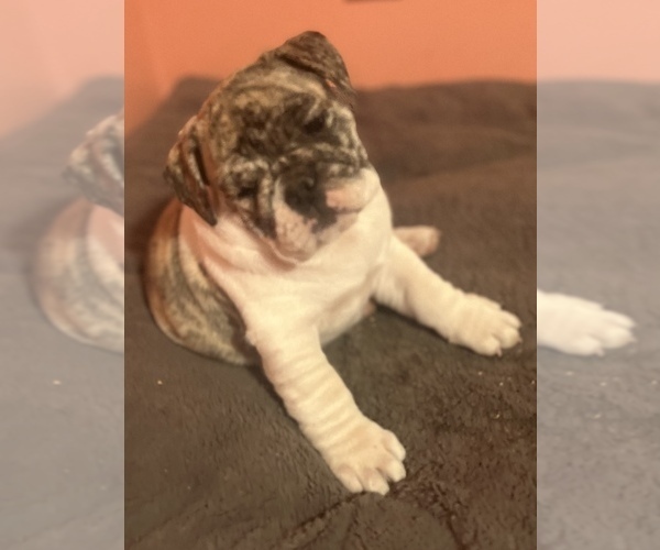 Medium Photo #5 Bulldog Puppy For Sale in LIBERTY, MO, USA