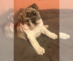Small Photo #5 Bulldog Puppy For Sale in LIBERTY, MO, USA