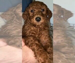 Goldendoodle (Miniature) Puppy for sale in BALDWIN HILLS, CA, USA