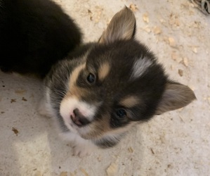 Medium Pembroke Welsh Corgi