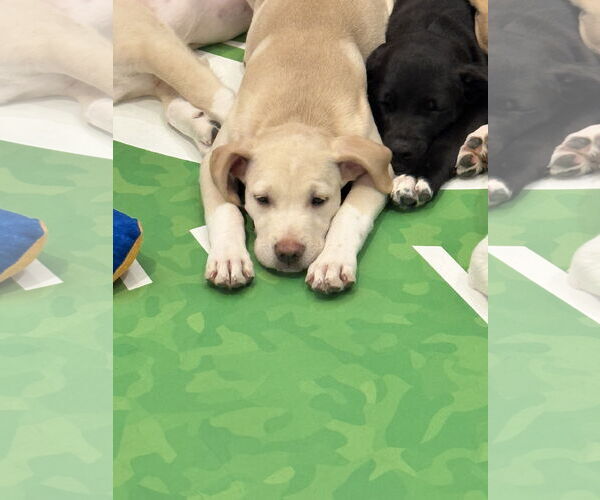 Medium Photo #2 Labrador Retriever-Unknown Mix Puppy For Sale in Sanford, FL, USA
