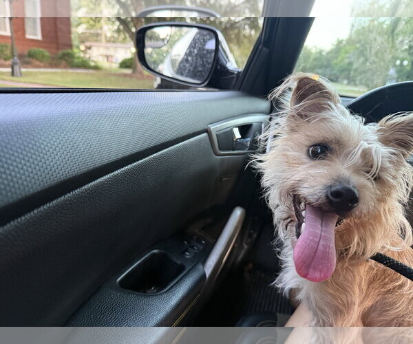 Medium Photo #6 Shih Tzu-Unknown Mix Puppy For Sale in Sanford, FL, USA