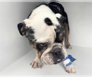American Bulldog Dogs for adoption in Houston, TX, USA