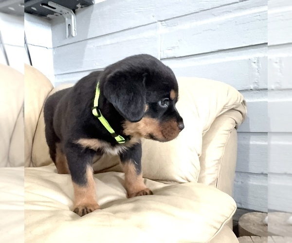 Medium Photo #28 Rottweiler Puppy For Sale in BRIGHTON, CO, USA