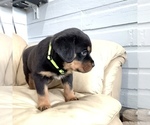 Small #27 Rottweiler