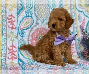 Poodle (Toy) Puppy for sale in LANCASTER, PA, USA