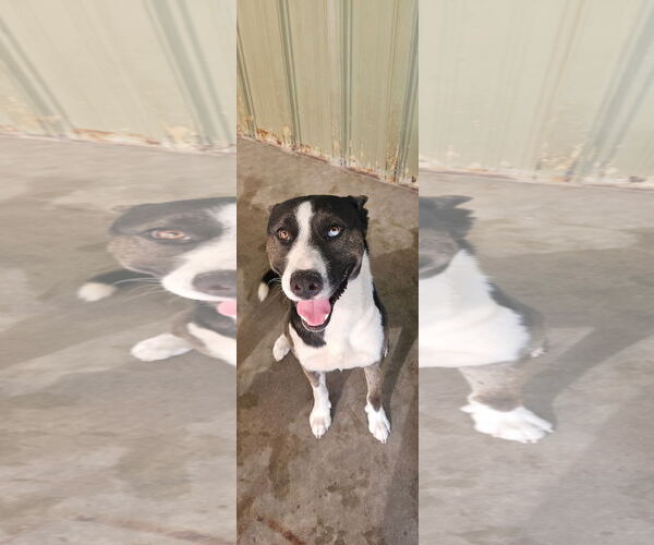 Medium Photo #1 Siberian Husky Puppy For Sale in El Centro, CA, USA