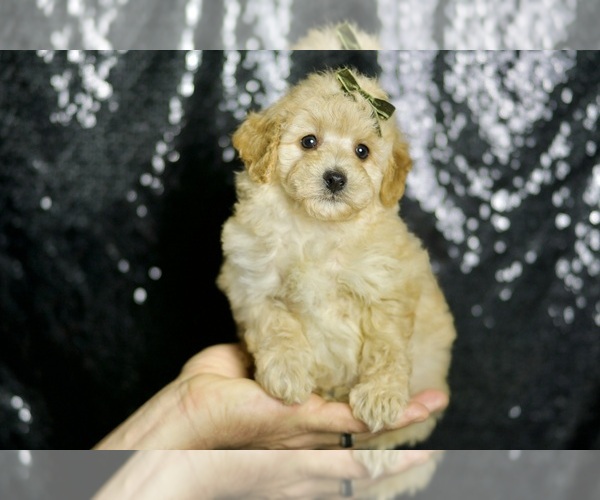 Medium Photo #128 Maltipoo Puppy For Sale in WARSAW, IN, USA
