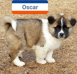 Akita Puppy for sale in DELTA JUNCTION, AK, USA