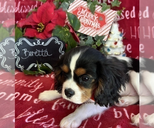 Medium Photo #3 Cavalier King Charles Spaniel Puppy For Sale in ABILENE, TX, USA