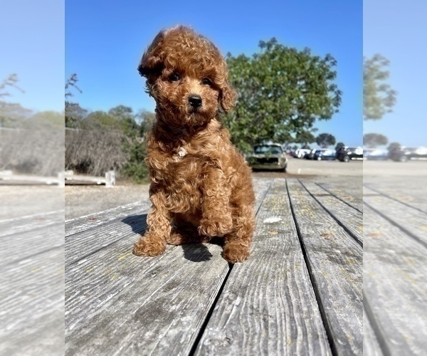 Medium Photo #32 Poodle (Toy) Puppy For Sale in HAYWARD, CA, USA