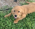 Small #3 Golden Retriever