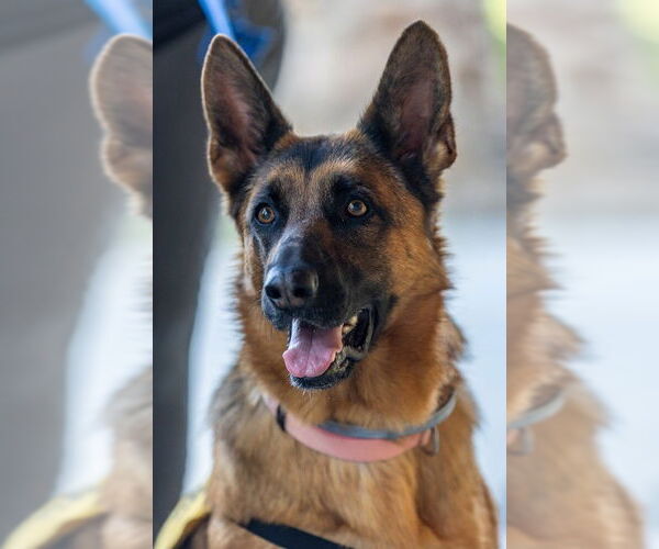 Medium Photo #1 German Shepherd Dog Puppy For Sale in Kansas City, MO, USA