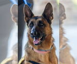 Small German Shepherd Dog