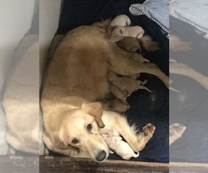 Mother of the Golden Retriever puppies born on 12/14/2020