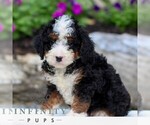 Small #3 Bernedoodle (Miniature)