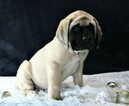 Small Photo #4 Mastiff Puppy For Sale in SUGARCREEK, OH, USA