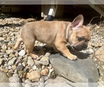 Puppy Puppy 3 French Bulldog