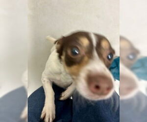 Jack Russell Terrier Dogs for adoption in Pampa, TX, USA