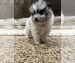 Puppy Winter Pomeranian