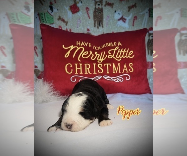 Medium Photo #1 Bernedoodle Puppy For Sale in SIMI VALLEY, CA, USA