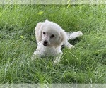 Small Photo #9 Poodle (Toy)-Unknown Mix Puppy For Sale in WOODSTOCK, CT, USA