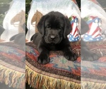 Small Photo #3 Labrador Retriever Puppy For Sale in OTEGO, NY, USA
