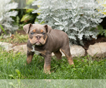 Small #1 English Bulldog-Olde English Bulldogge Mix