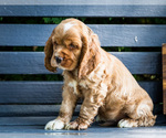 Puppy Sandy Cocker Spaniel