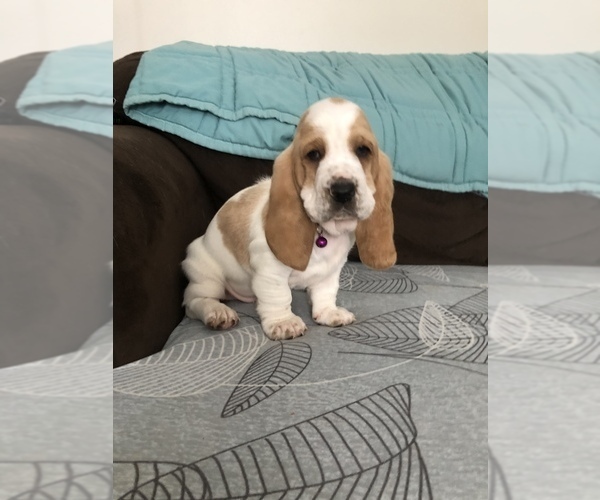 Medium Photo #2 Basset Hound Puppy For Sale in SAGINAW, MI, USA