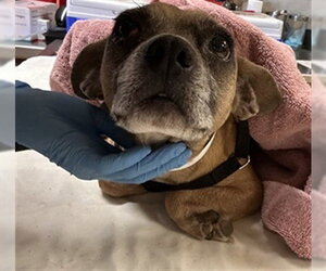Chihuahua-Unknown Mix Dogs for adoption in Riverside, CA, USA