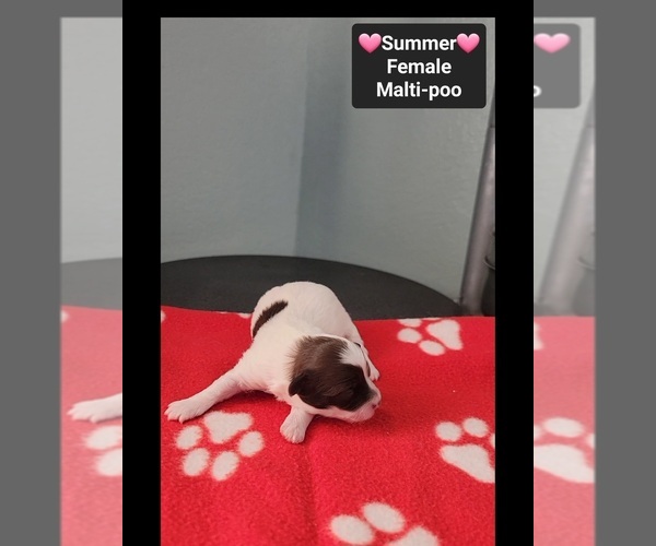 Medium Photo #3 Maltipoo (Toy) Puppy For Sale in TUCSON, AZ, USA
