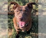Small #3 Labrador Retriever Mix