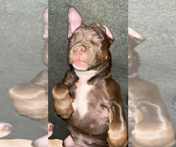 Medium Photo #15 American Bully Puppy For Sale in MANSFIELD, OH, USA