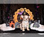 Small Photo #2 Chihuahua Puppy For Sale in CHARLESTON, AR, USA