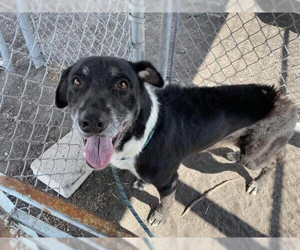 Medium Photo #2 American Staffordshire Terrier Puppy For Sale in Corpus Christi, TX, USA