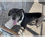 Small #1 American Staffordshire Terrier