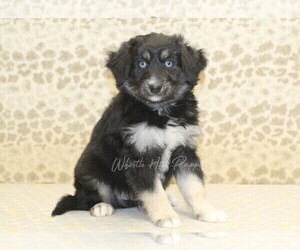 Miniature Bernedoodle-Pomsky Mix Puppy for sale in DENVER, PA, USA