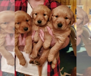 57 HQ Images Golden Retriever Puppies Sc For Sale - Golden Retriever Puppies For Sale