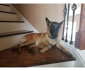 Father of the Belgian Malinois puppies born on 01/23/2019