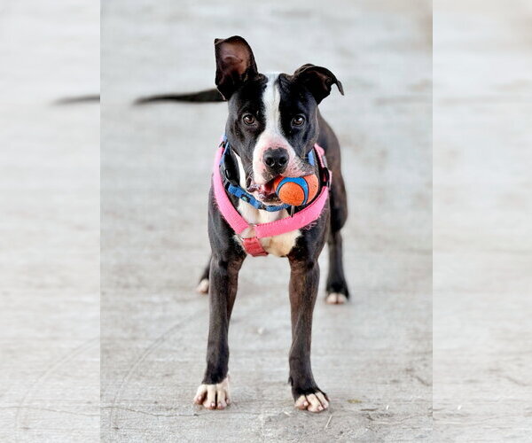 Medium Photo #1 American Pit Bull Terrier-Unknown Mix Puppy For Sale in DuQuoin, IL, USA