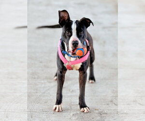 American Pit Bull Terrier-Unknown Mix Dogs for adoption in DuQuoin, IL, USA