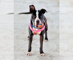 SIDECAR - Male American Pit Bull Terrier-Unknown Mix Dog for Adoption - Small photo