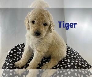 Goldendoodle-Poodle (Standard) Mix Puppy for sale in WINSTON SALEM, NC, USA