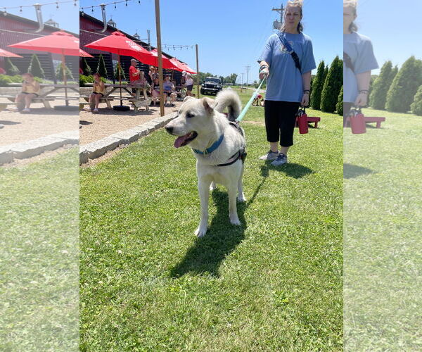 Medium Photo #5 Mutt Puppy For Sale in Columbus, IN, USA