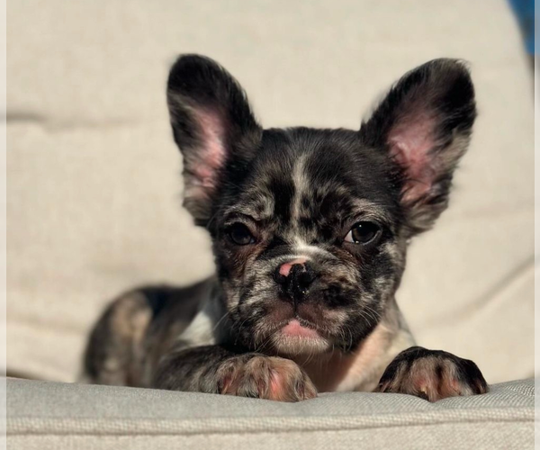 Medium Photo #2 French Bulldog Puppy For Sale in SAN MARINO, CA, USA