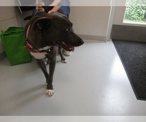 Pointer-Unknown Mix Dogs for adoption in Ocala, FL, USA