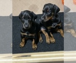 Small Photo #10 Doberman Pinscher Puppy For Sale in HUNTSBURG, OH, USA