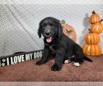 Small #9 Golden Mountain Dog
